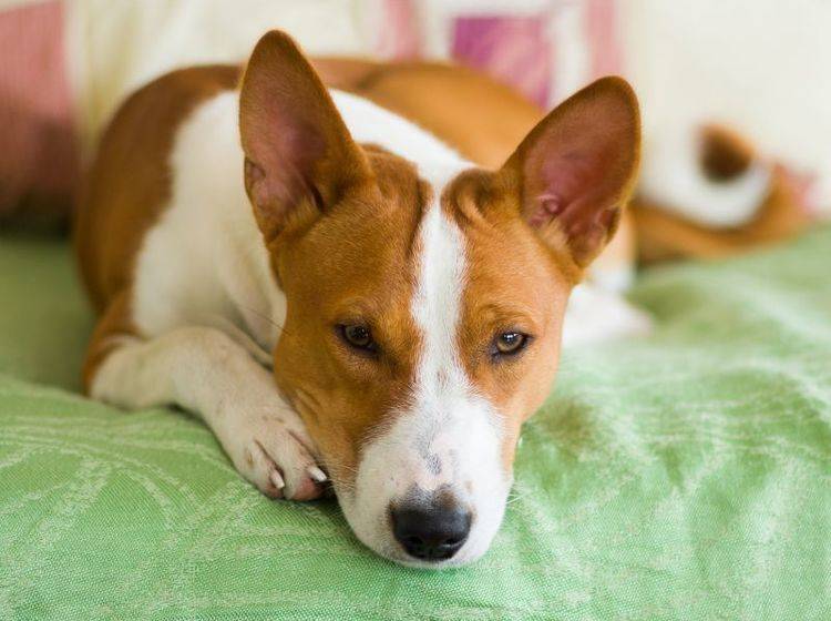 Hunde sind gesellig: Zu lange alleine zu Hause sein ist langweilig – Bild: Shutterstock / Yuri Kravchenko
