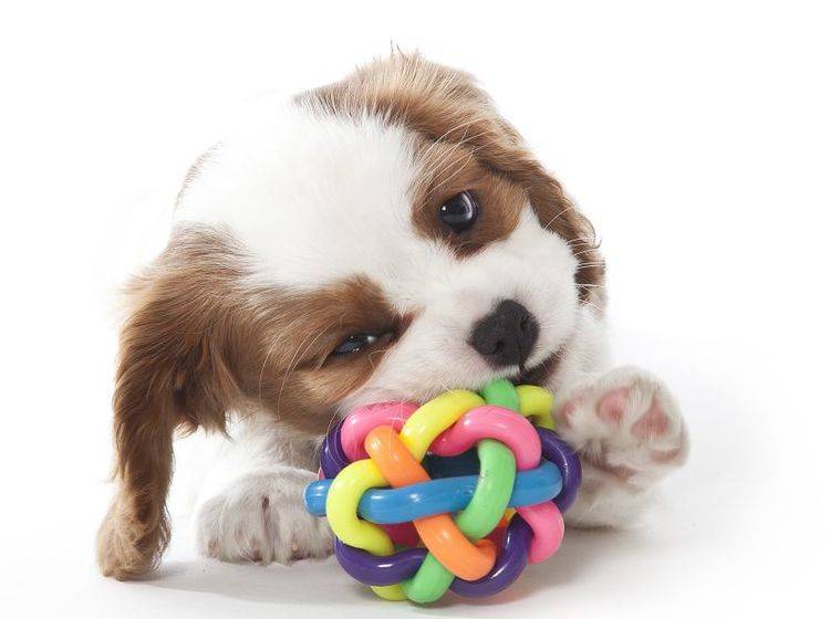 Quietschendes Hundespielzeug macht Spaß! – Bild: Shutterstock / Maja H.