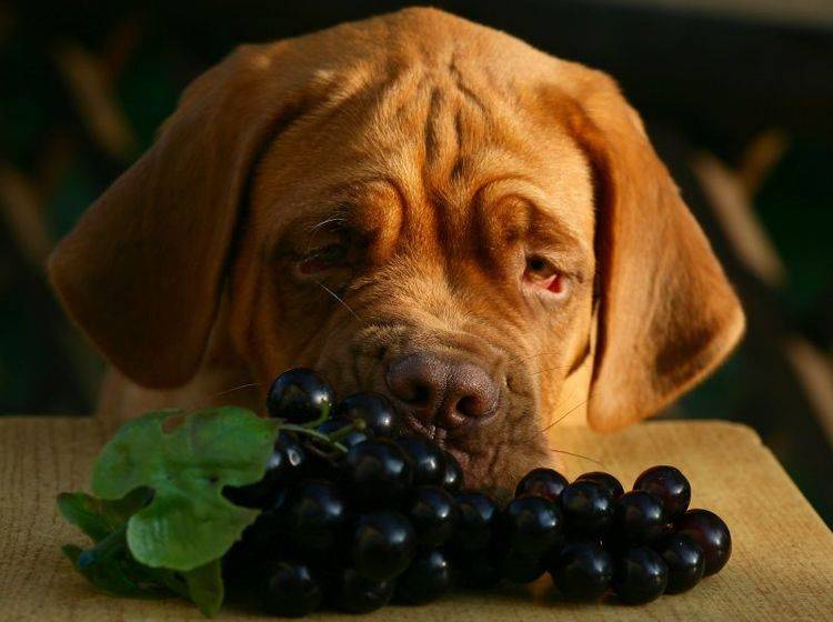 Das Fressen von Weintrauben kann gefährlichen Folgen für Hunde haben – Bild: Shutterstock / Artem Kursin