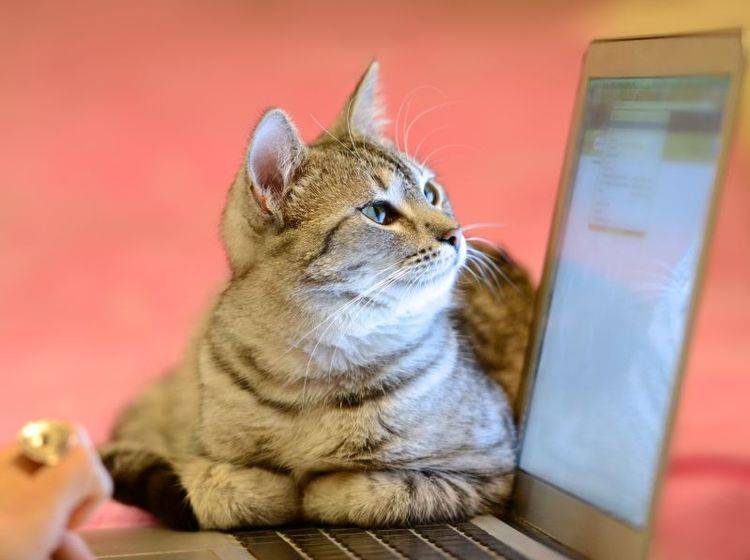 Simon's Cat Artikel für Katzen – Bild: Shutterstock / Renata Apanaviciene