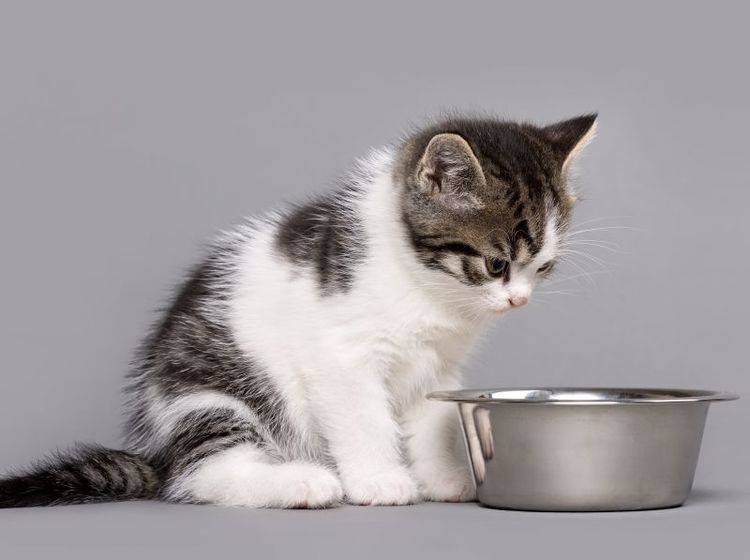 Die meisten Katzenfuttersorten enthalten Taurin – Bild: Shutterstock / Erik Lam