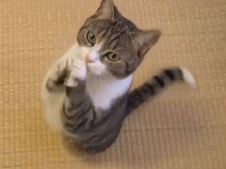 Charmante Katze: "Bitte, bitte noch ein Leckerli!" – Bild: Telekom