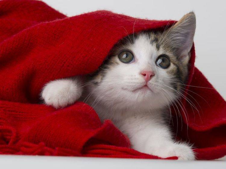 Der erste Tag im neuen Zuhause ist aufregend für ein Katzenbaby – Bild: Shutterstock / Kuttelvaserova Stuchelova