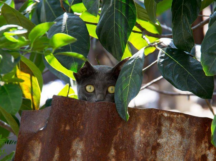 Spielen, toben, anschleichen: Das macht der Korat-Katze Spaß – Bild: Shutterstock / PJjaruwan