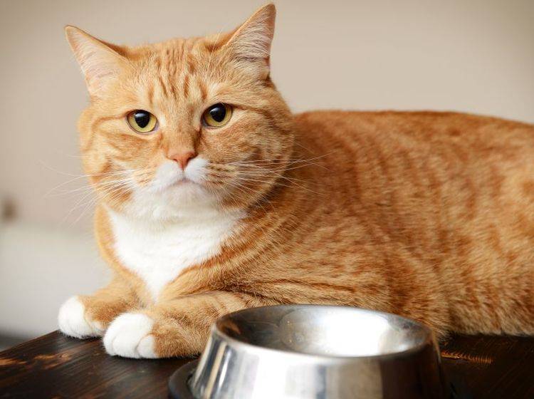 Katzen sind auf eine tägliche Taurinzufütterung angewiesen – Bild: Shutterstock / Master L