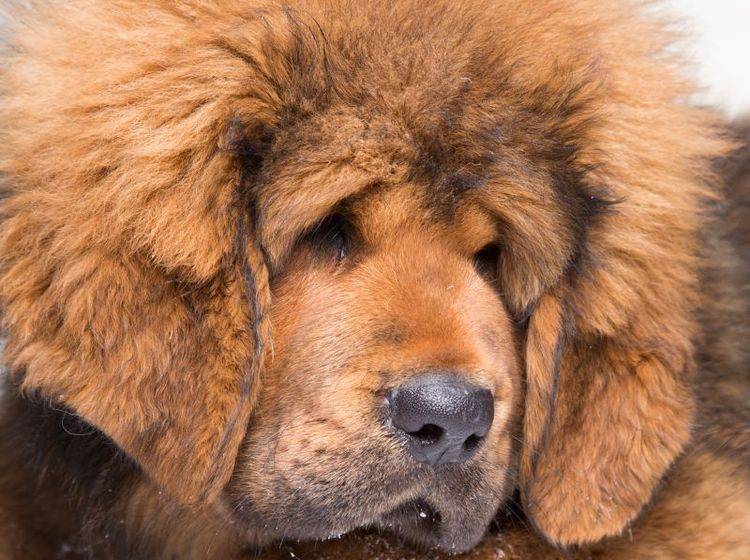 Tibetdogge Großer Hund mit Löwenmähne