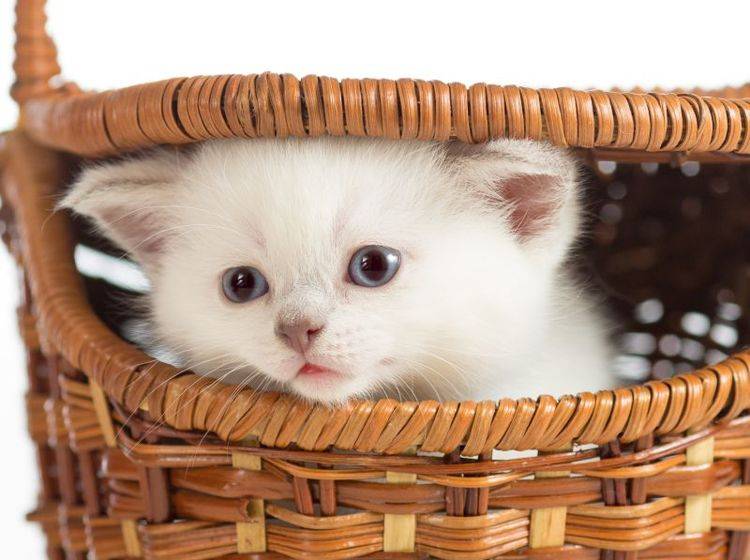 "Hi Leute!" Hi kleines weißes Katzenbaby! – Bild: Shutterstock / Andrey Kuzmin