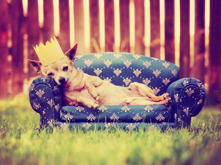 Falsches Belohnen ist ein häufiger Fehler in der Hundeerziehung – Bild: Shutterstock / Annette Shaff