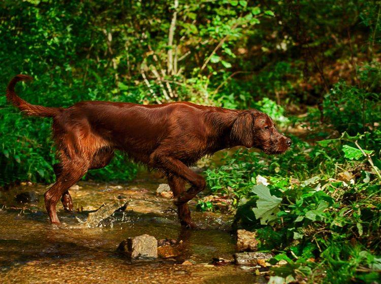 Konzentration! Dieser Jagdhund hat eine Spur gewittert – Bild: Shutterstock / Rad Radu