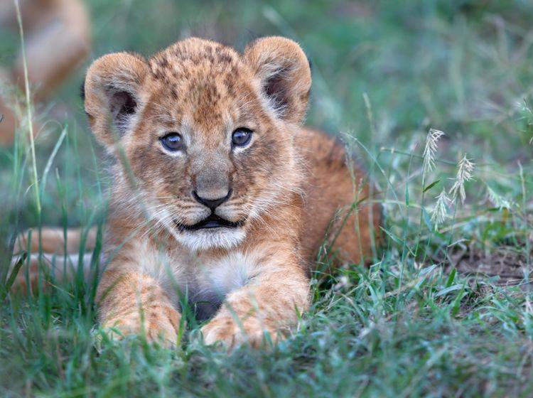"Hallöchen, ich bin ein Löwenbaby! Sehe ich nicht süß aus?" – Bild: Shutterstock / Maggy Meyer