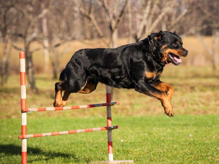 Dieser sportliche Vierbeiner hat Spaß auf dem Hundespielplatz – Bild: Shutterstock / Rita Kochmarjova