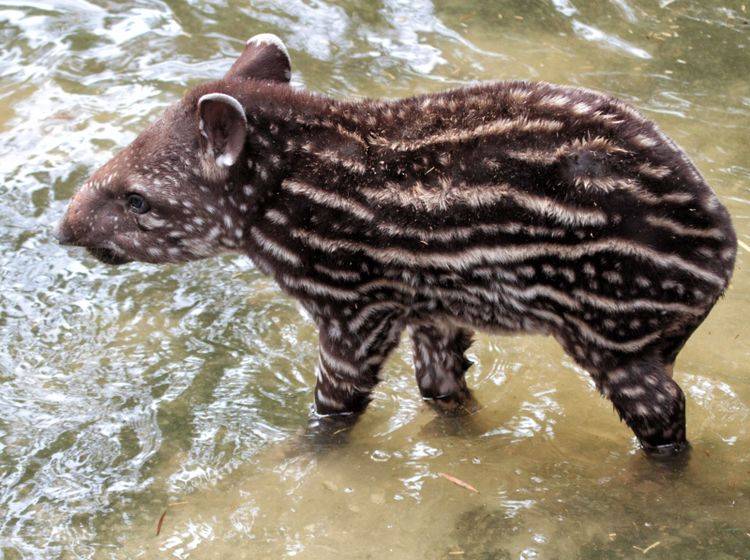 "Ich bin ein junger Tapir und über unsere Tierart gibt es soooo viel zu berichten!" – Bild: Shutterstock / Yair Leibovich