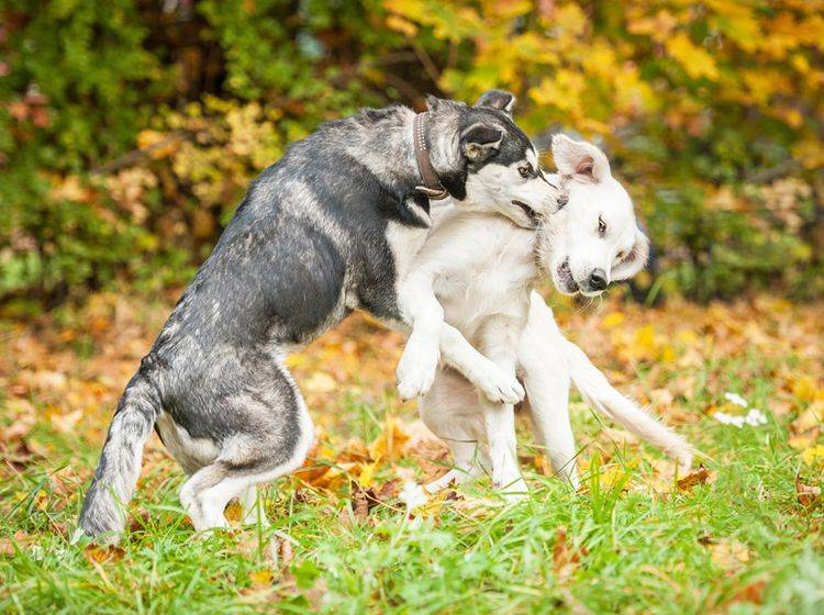 Wenn ein Hund bissig ist, wird aus Spiel schnell Ernst – Bild: Shutterstock / Rita Kochmarjova