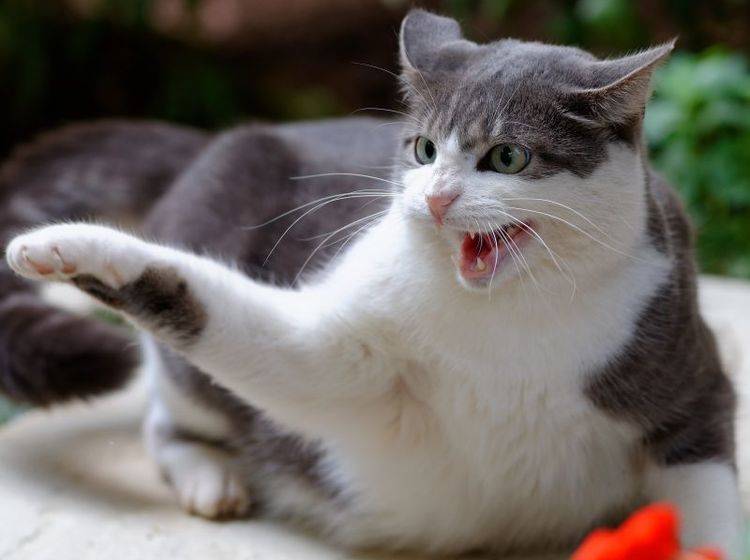Abstand halten und vorsichtig beruhigen: Das ist wichtig bei einer aggressiven Katze – Bild: Shutterstock / Alun Marchant