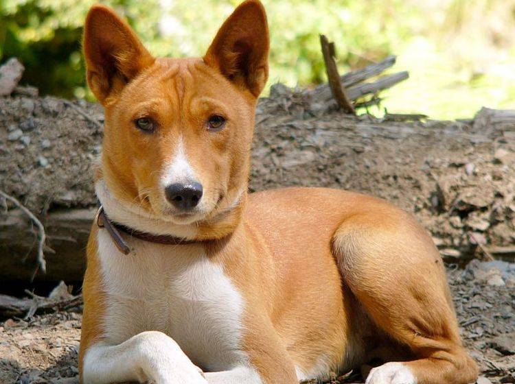 Der Basenji ist ein kluger, neugieriger Hund – Bild: Shutterstock / Nikita Tiunov