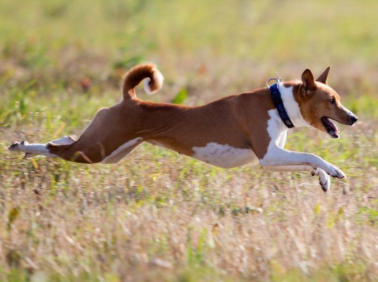 Rennen? Na klar! Schließlich ist der Basenji ein Jagdhund – Bild: Shutterstock / DragoNika