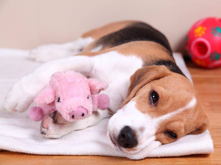 Hundekauf: Haben Sie an alles auf der Checkliste gedacht? – Bild: Shutterstock / Sandra Kemppainen