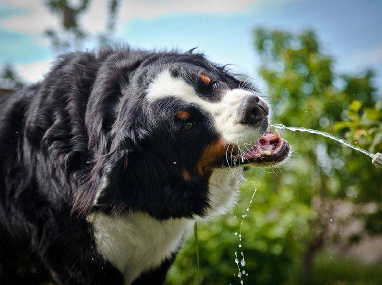 Wenn Hunde Nierenprobleme haben, müssen sie viel Wasser trinken – Bild: Shutterstock / dezi