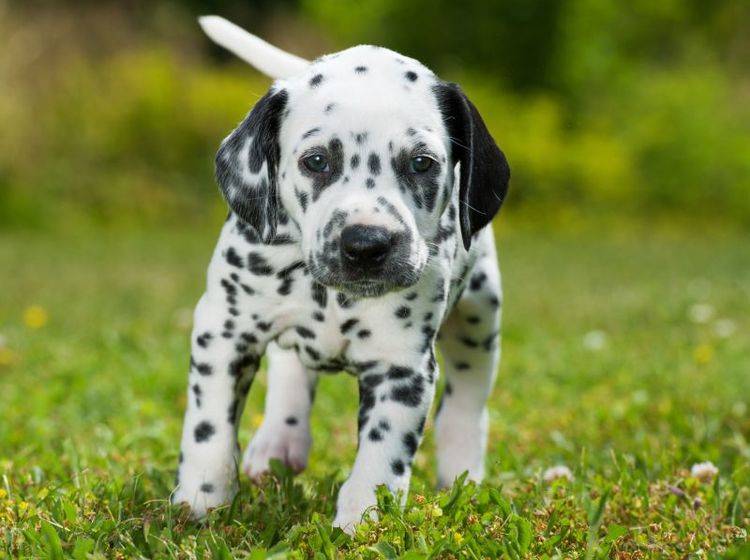 Dieser kleine Dalmatinerwelpe muss noch viel lernen – Bild: Shutterstock / Dora Zett