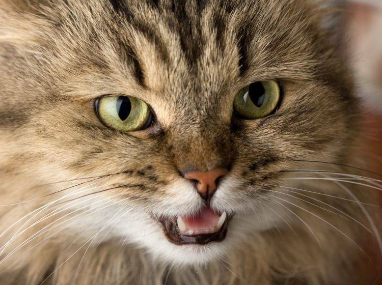 "Bis hierhin und nicht weiter": Wenn Katzen fauchen, ist Abstand angesagt – Bild: Shutterstock / digitalienspb