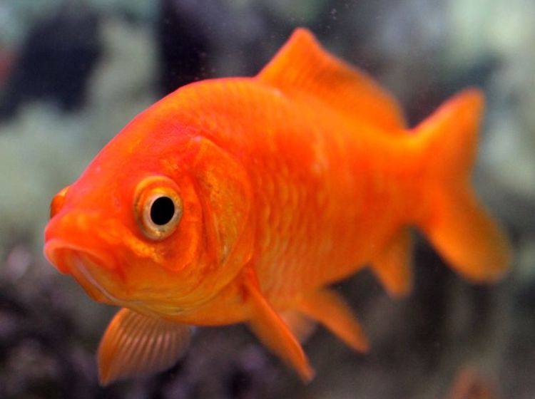 Ein Goldfisch aus der Nähe: Die orange-roten Fischchen sind beliebte Haustiere – Bild: Shutterstock / Napat