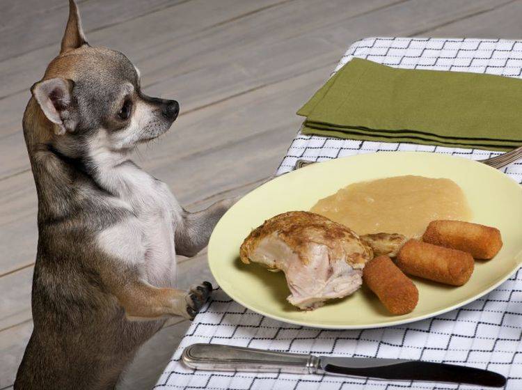 Betteln am Tisch: Mit konsequentem Training können Sie es dem Hund abgewöhnen – Bild: Shutterstock / Eric Isselee