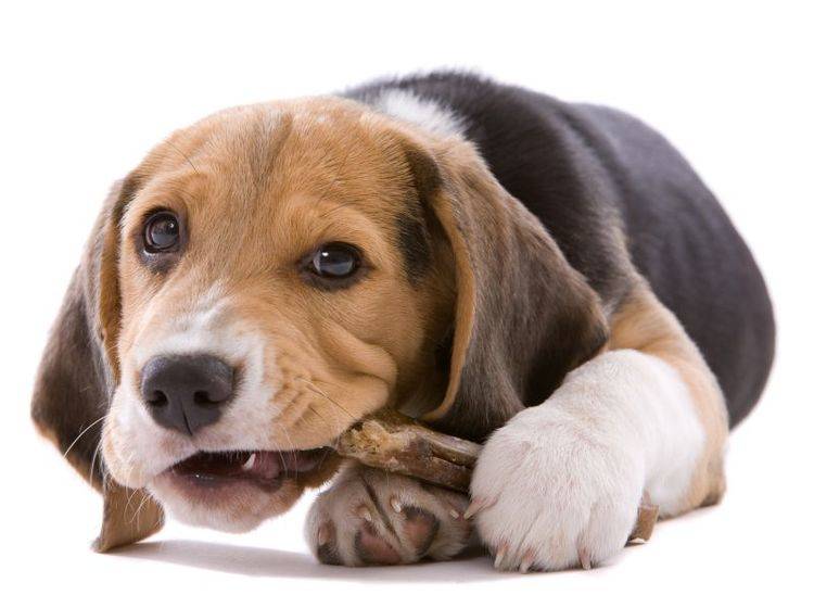 Hunde lieben Knochen – beim Füttern sollte aber einiges beachtet werden – Shutterstock / Simone van den Berg