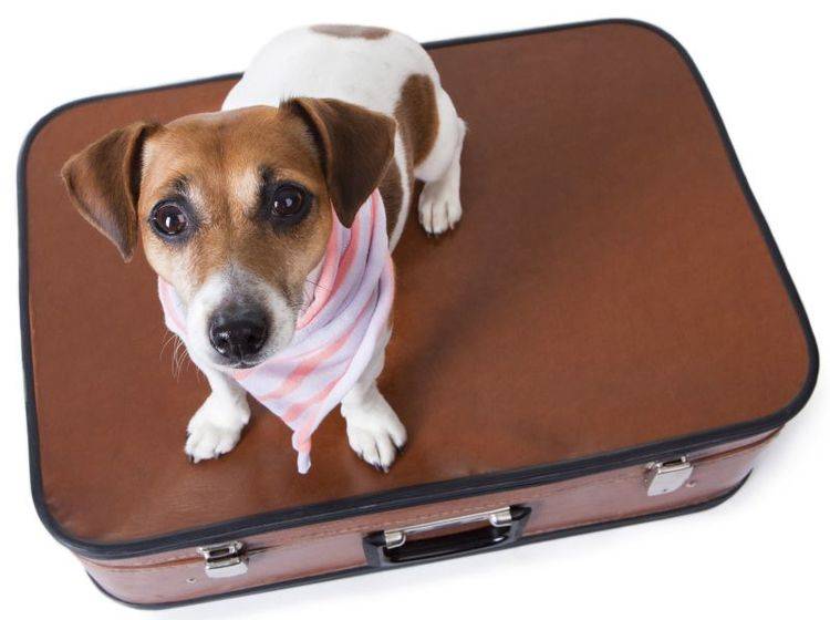 Reiseset für Hunde: Verschiedene Modelle – Bild: Shutterstock / Fly_dragonfly