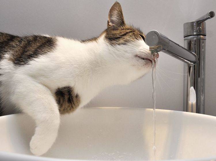 Katze Trinkt Zu Wenig Wasser
