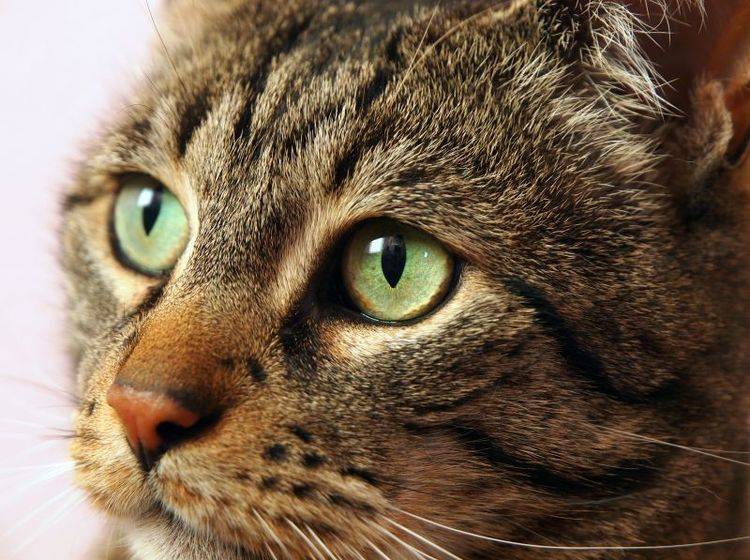 So sehen gesunde Katzenaugen aus – Bild: Shutterstock / Burkhard Trautsch