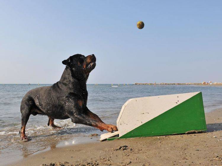 Spiel, Spaß und Geschicklichkeit: Flyball für den Hund – Bild: Shutterstock / cynoclub
