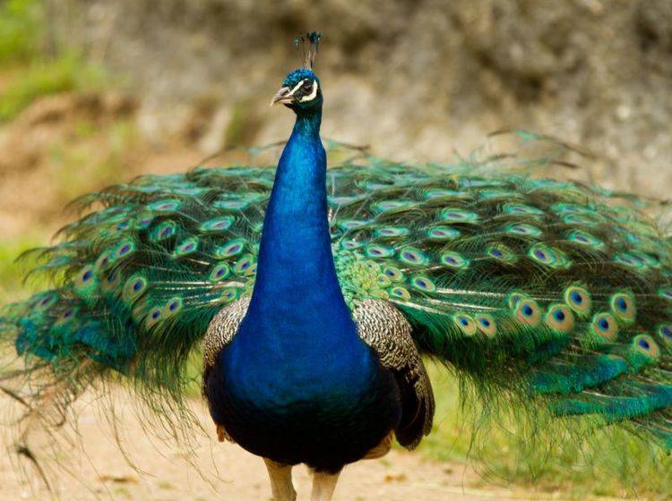 Der Pfau: Ein großer, majestätischer und kunterbunter Vogel – Bild: Shutterstock / bierchen