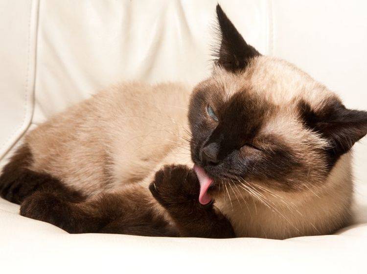 Wenn Katzen sich übermäßig putzen kann das verschiedene Ursachen haben – Bild: Shutterstock / Pavel Sazonov