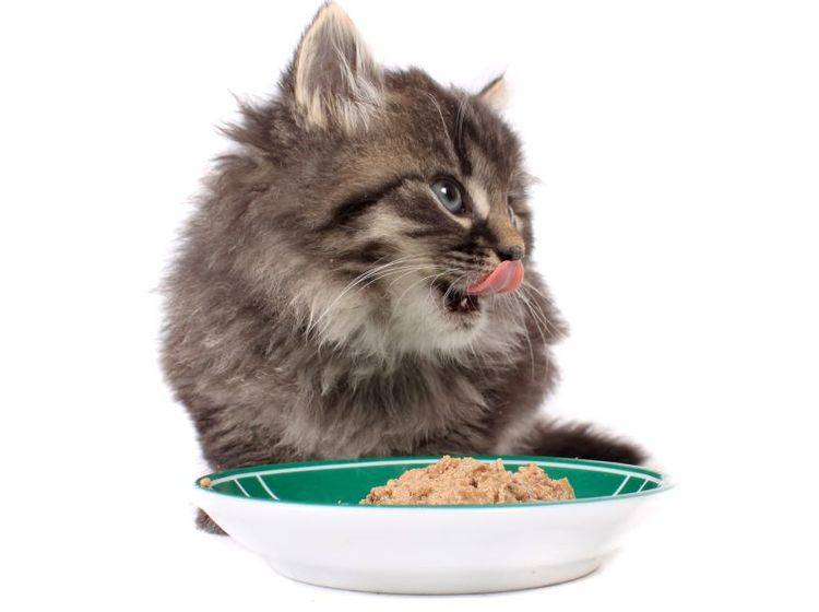 Ein gutes Katzenfutter ist mit allen wichtigen Nährstoffen angereichert – Bild: Shutterstock / GVictoria