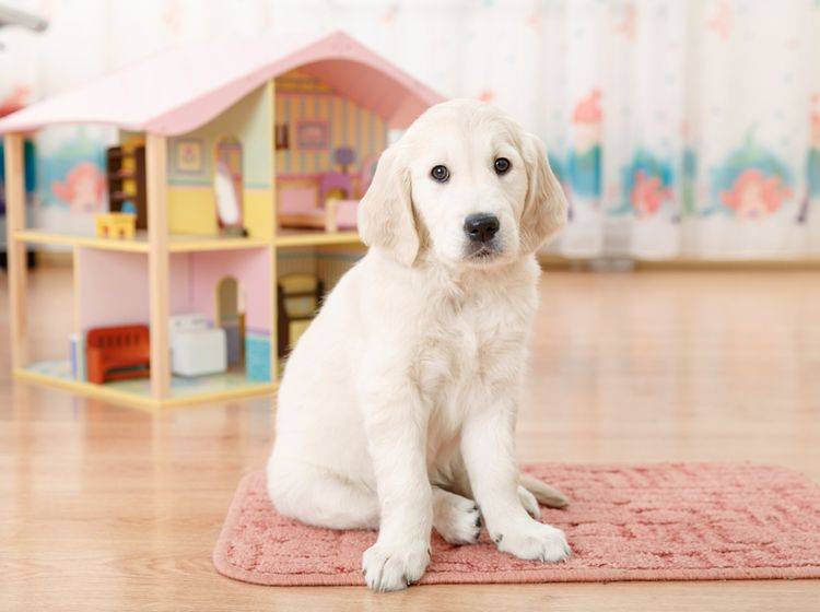 Ein Vierbeiner kommt ins Haus? Vor dem Hundekauf gibt es viel zu beachten – Bild: Shutterstock / Olimpik