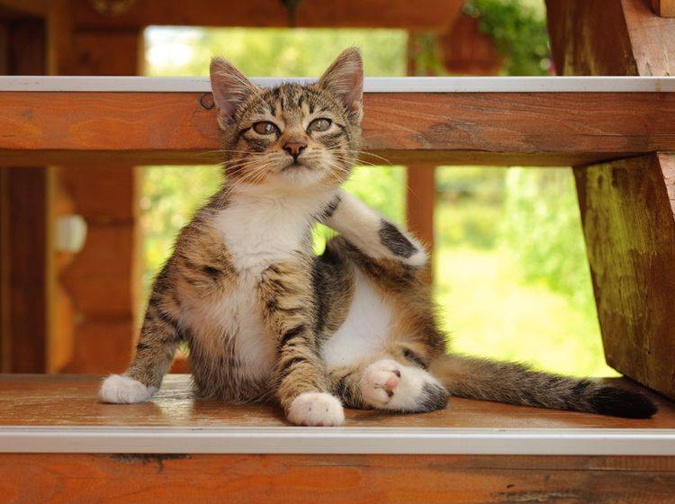 Manche Katzenkrankheiten sind durch Flöhe übertragbar – Bild: Shutterstock / Baishev