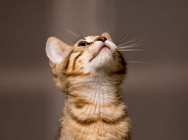 Clickern kann das Verhalten einer Katze beeinflussen – Bild: Shutterstock / strenghtofframeITA