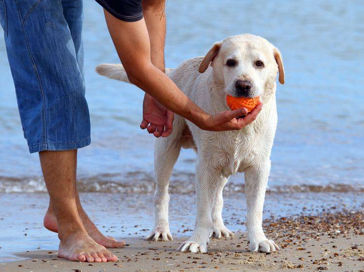 Der Labrador freut sich über spielerische Aktivitäten - Bild: Shutterstock / Omelianenko Anna
