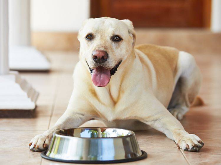 Selbstgemachtes Hundefutter mit Fisch sorgt für Abwechslung auf dem Speiseplan – Bild: Shutterstock / Jaromir Chalabal