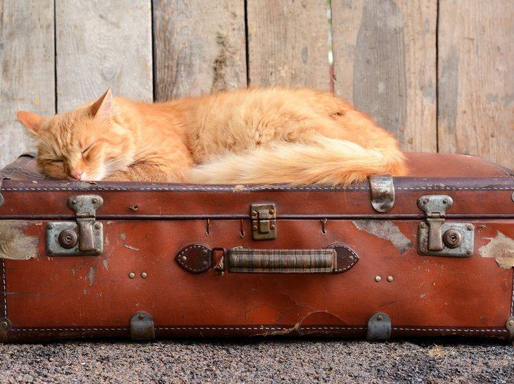 Nicht jede Katze ist im Urlaub so entspannt – Bild: Shutterstock / DavidTB