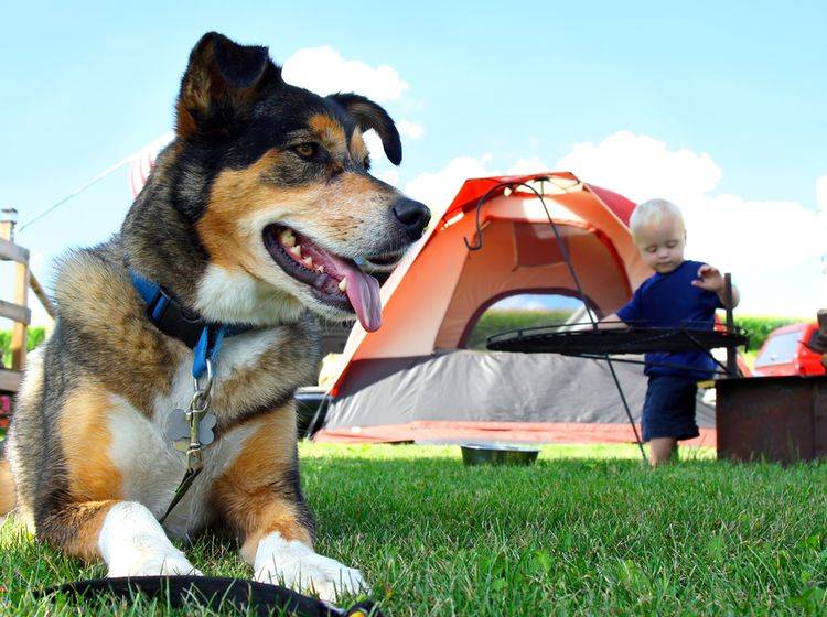 Campingurlaub mit dem Hund sorgt für Spaß an der frischen Luft – Bild: Shutterstock / Christin Lola