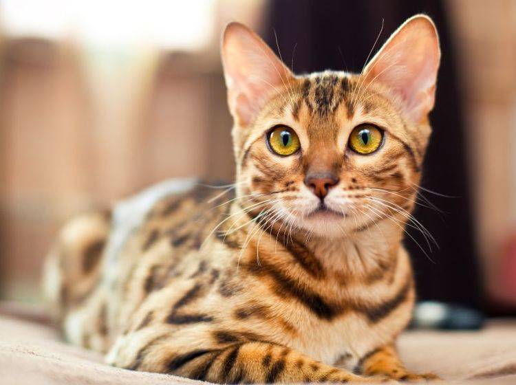 Für welche Gesundheitsrisiken ist die Bengal-Katze anfällig? – Bild: Shutterstock / Shvaygert Ekaterina
