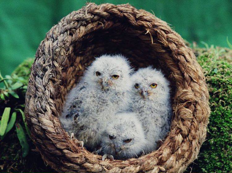 Im Nest kuscheln und sich die Welt anschauen: Diese Eulen sind noch klein – Bild: Shutterstock / wizdata