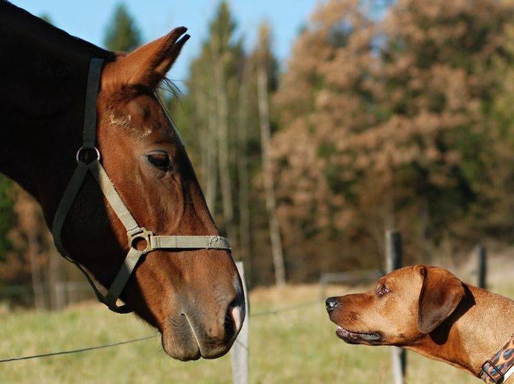Das erste Treffen zwischen Hund und Pferd ist für beide aufregend – Bild: Shutterstock / Sheeva1