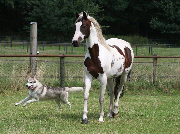 Mit ein paar Sicherheitsregeln klappt es zwischen Hund und Pferd – Bild: Shutterstock / fotografie4you