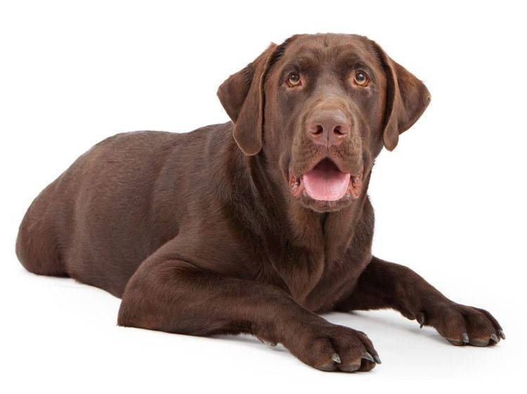 Der Labrador Retriever gehört zu den Rassen, die häufig von ED betroffen sind – Bild: Shutterstock / Susan Schmitz