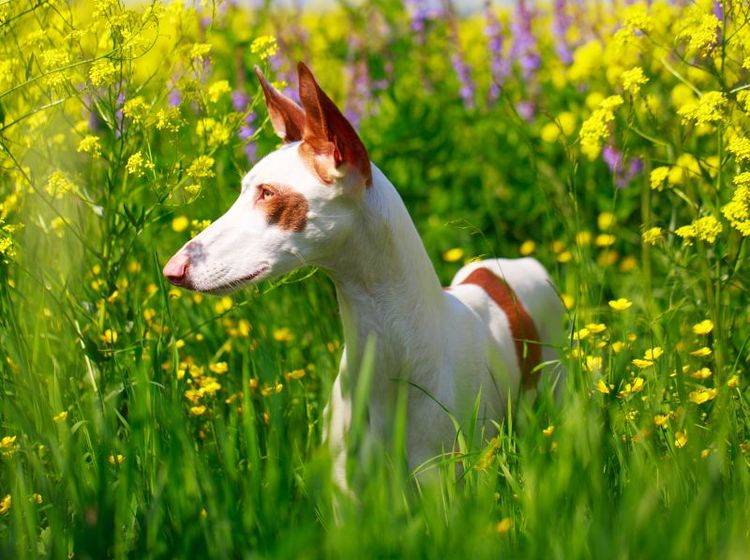 Man sieht es schon an seinem Blick: Der Podenco ist ein neugieriger, aufgeweckter Hund – Bild: Shutterstock / DragoNika