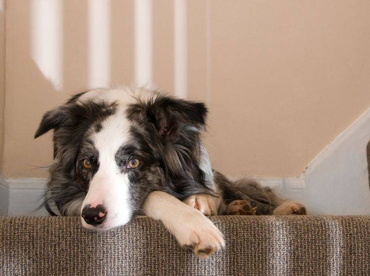 Wenn Ihr Hund Probleme beim Treppensteigen hat, könnte Arthritis die Ursache sein – Shutterstock / Steve Silver Smith