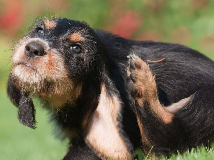 Wenn sich Ihr Hund ständig kratzt, kann eine Futterallergie schuld sein - Bild: Shutterstock / Christian Mueller