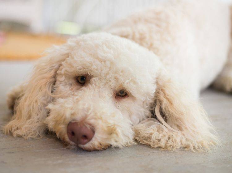 Lebererkrankungen beim Hund haben viele Gesichter – Shutterstock / Justin Sienkiewicz